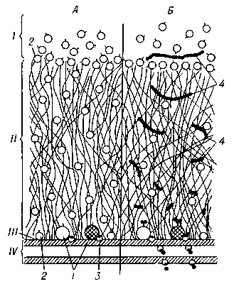 Рис. 3. Собственно кишечные и адсорбированные из полости тонкой кишки ферменты при мембранном пищеварении (схематическое изображение фрагмента внешней поверхности микроворсинки): А — распределение ферментов; Б — взаимоотношение ферментов, переносчиков и субстратов; I — полость тонкой кишки; II — гликокаликс; III — поверхность мембраны; IV — трёхслойная мембрана кишечной клетки; 1 — собственно кишечные ферменты; 2 — адсорбированные ферменты; 3 — переносчики; 4 — субстраты.