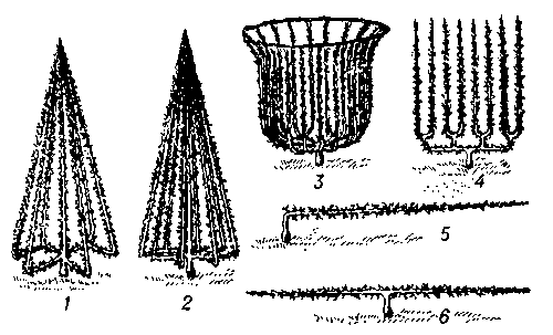 Формы плодовых деревьев, используемые в формовом садоводстве: 1 и 2 — канделябровые пирамиды; 3 — ваза; 4 — пальметта; 5 — одноплечий кордон; 6 — двуплечий кордон.