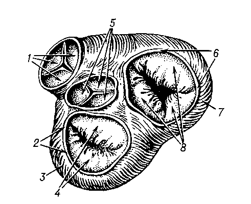 Рис. 2. Правый (трёхстворчатый) и левый (митральный) предсердно-желудочковые клапаны. Клапаны аорты и лёгочного ствола (поперечным разрезом удалены лёгочный ствол, аорта и предсердия; вид сверху): 1 — клапан лёгочного ствола (полулунные карманы); 2 — левое фиброзное кольцо; 3 — левый желудочек; 4 — левый предсердно-желудочковый клапан (митральный); 5 — клапан аорты; 6 — правое фиброзное кольцо; 7 — правый желудочек; 8 — правый предсердно-желудочковый клапан (трёхстворчатый).