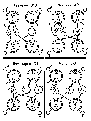 Схема различных типов хромосомного определения пола (двойные кружки — зиготы; одинарные — гаметы; цифры указывают число хромосом).