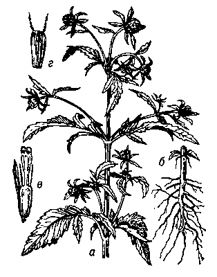 Череда трёхраздельная: а — верхняя часть растения; б — корень с основанием стебля; в — цветок; г — плод.