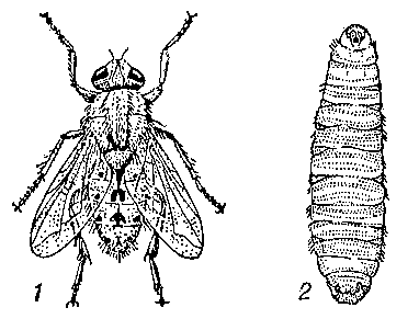 Вольфартова муха: 1 — муха; 2 — взрослая личинка.
