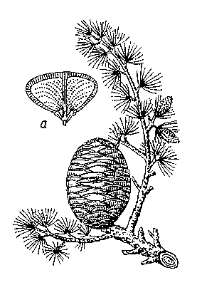Кедр гималайский; ветка со зрелой шишкой; а — семенная чешуя.
