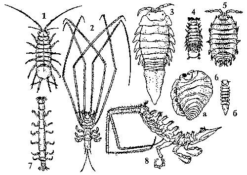 Равноногие ракообразные: 1 — водяной ослик (Asellus aquaticus); 2 — Munnopsis typica; 3 — морской таракан (Mesidothea entomon); 4 — древоточец (Limnoria lignorum); 5 — мокрица (Oniscus asellus); 6 — паразитический рачок ( Bopyroides hippolites; а — самка; б — самец); 7 — Calathura brachiata; 8 — Arcturus baffini.