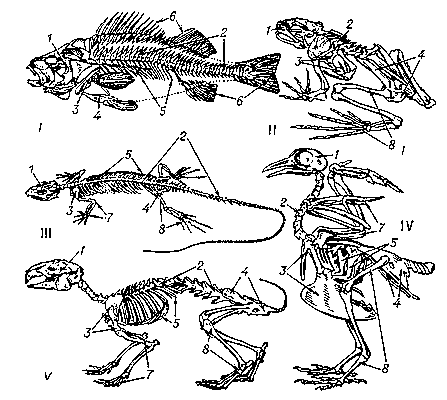 Рис. 2. Скелет различных позвоночных животных: I — рыбы (окуня); II — земноводного (лягушки); III — пресмыкающегося (ящерицы); IV — птицы (голубя); V — млекопитающего (кролика): 1 — череп; 2 — позвоночник; 3 — плечевой пояс; 4 — тазовый пояс; 5 — рёбра; 6 — скелет непарных плавников; 7 — скелет передних конечностей; 8 — скелет задних конечностей.