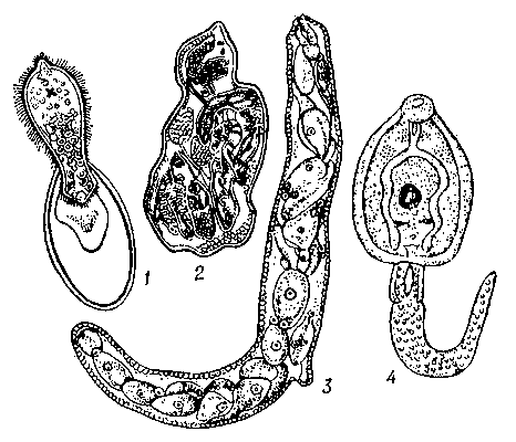 Стадии развития печёночной двуустки (Fasciola hepatica): 1 — мирацидий, выходящий из яйца; 2 — спороциста с редиями внутри; 3 — редия с церкариями внутри; 4 — сформированный церкарий.