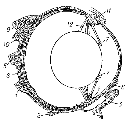 Рис. 2. Глаз земноводного (продольный разрез глаза лягушки): 1 — нижняя косая мышца глаза; 2 — нижняя прямая мышца глаза; 3 — нижнее веко; 4 — мышца, притягивающая хрусталик; 5 — зрительный нерв; 6 — мигательная перепонка; 7 — зрачковые мышцы; 8 — склеральные хрящи; 9 — верхняя косая мышца; 10 — верхняя прямая мышца; 11 — верхнее веко; 12 — цинновы волокна.