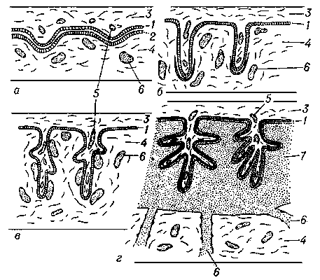 Рис. 2. Схема строения плацент: а — эпителиохориальная; б — десмохориальная; в — эндотелиохориальная; г — гемохориальная; 1 — эпителий хориона; 2 — эпителий стенки матки; 3 — соединительная ткань ворсинки хориона; 4 — соединительная ткань стенки матки; 5 — кровеносные сосуды ворсинок хориона; 6 — кровеносные сосуды стенки матки; 7 — материнская кровь.
