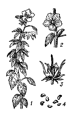 Кенаф: 1 — растение; 2 — цветок; 3 — плод; 4 — семена.