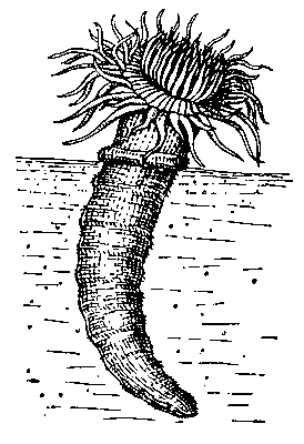 Цериантария (Cerianthus solitaris) в трубке.