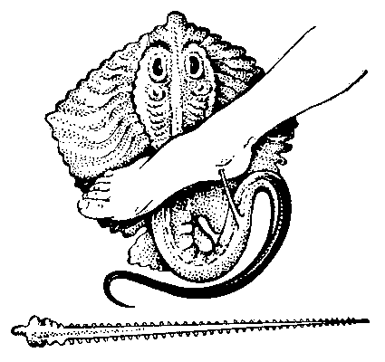 Хвостокол, или морской кот, ранящий человека, и его шип.
