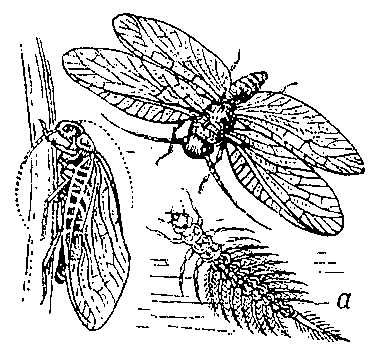 Обыкновенная вислокрылка (в полёте и сидящая ) и её личинка (а).