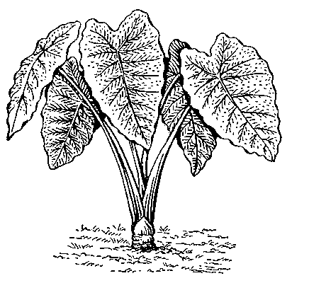 Таро (Colocasia esculenta).