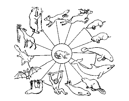 Адаптивная радиация плацентарных млекопитающих, имеющих общего предка (в центре), но приспособившихся к различным типам среды.