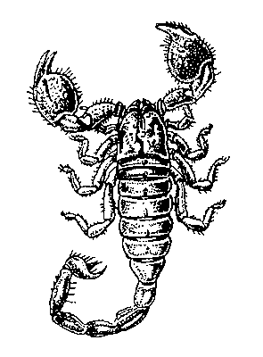 Тропический скорпион из рода Pandinus.