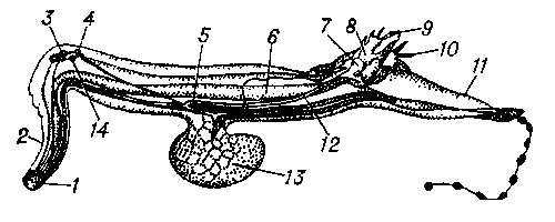 Киленогий моллюск Pterotrachea coronata: 1 — глотка; 2 — голова; 3 — глаз; 4 — головной ганглий; 5 — ножной ганглий; 6 — кишка; 7 — желудочек сердца; 8 — предсердие; 9 — порошица; 10 — жабра; 11 — задняя часть ноги; 12 — аорта; 13 — часть ноги, превращенная в плавник; 14 — статоцист.