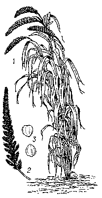 Чумиза: 1 — общий вид растения; 2 — метёлка; 3 — зёрна.