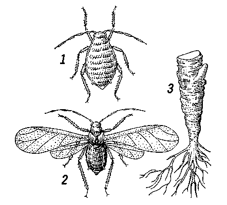Капустная тля: 1 — бескрылая самка; 2 — крылатая самка; 3 — яйца на кочерыге капусты.