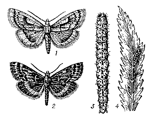 Стеблевой мотылек: 1 — самка; 2 — самец; 3 — гусеница; 4 — яйца на листе конопли.