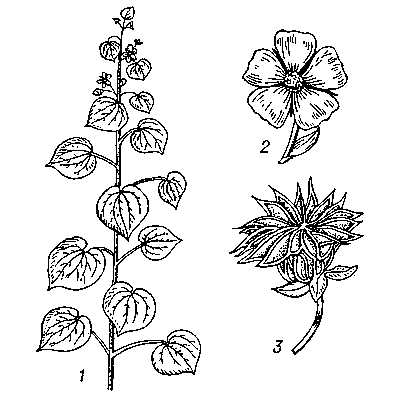 Канатник: 1 — верхняя часть стебля; 2 — цветок; 3 — плод.
