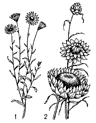 Бессмертники: 1 — сухоцветник однолетний (Xeranthemum annuum); 2 — цмин прицветниковый (Helichrysum bracteatum).