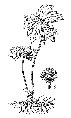Гидрастис канадский; а — цветок.