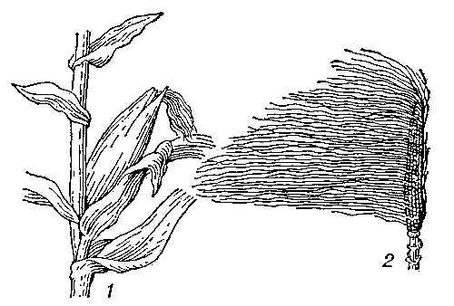 Рис. 2. Кукуруза: 1 — часть растения с початком; 2 — початок без обёртки.