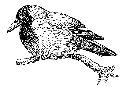 Ворона (Corvus corone).
