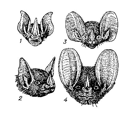 Листоносы (головы): 1 — Macrophyllum; 2 — Phylloderma; 3 — Trachops; 4 — Chrotopterus.