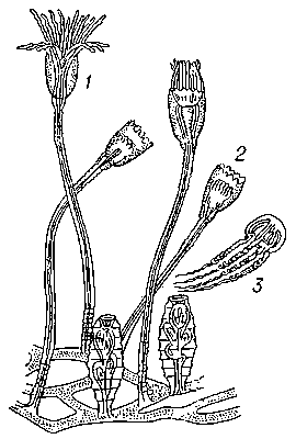 Рис. 3. Колония кишечнополостных: 1 — полип с расправленными щупальцами; 2 — полип со сжатыми щупальцами; 3 — медуза, отделившаяся от колонии.