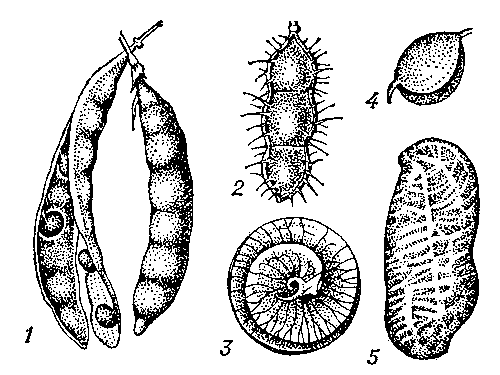 Типы бобов: 1 — раскрывающийся двумя створками (гороха); 2 — членистый раскрывающийся (мимозы); 3 — завитой боб (люцерны); 4 — боб-орешек (астрагала); 5 — двусемянный боб (арахиса).
