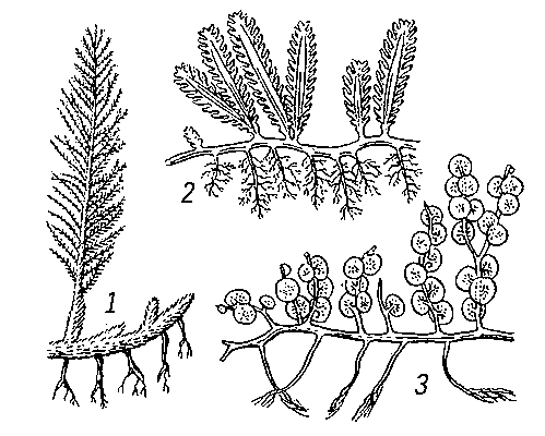 Каулерпа: 1 — Caulerpa Jonderii; 2 — С. crassifolia; 3 — С. macrodisca.