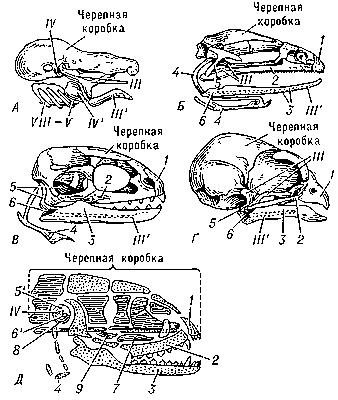 Рис. 4. Схема висцерального скелета наземных позвоночных: А — череп головастика лягушки; Б — череп взрослой лягушки; В — череп гаттерии; Г — череп птицы; Д — череп млекопитающего; кости: 1 — предчелюстная; 2 — челюстная; 3 — зубная; 4 — подъязычная; 5 — квадратная; 5' — наковальня: 6 — сочленовная; 6' — молоточек; 7 — нёбная; 8 — барабанная; 9 — крыловидная; III — нёбноквадратный хрящ; III' — меккелев хрящ; IV — подвесок (стремечко); IV' — гиоид: V—VIII — жаберные дуги.