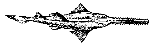Пила-рыба Pristis microdon (вид сверху).