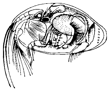 Ракушковый рачок из рода Cypridina.