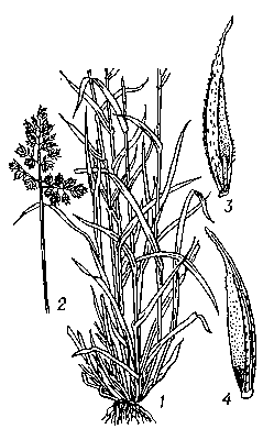 Ежа сборная: 1 — нижняя часть растения; 2 — метёлка; 3 — цветок; 4 — колосковая чешуйка.