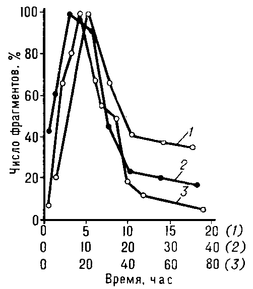 Рис. 2. Восстановление клеток растений от лучевых повреждений, вызывающих хромосомные перестройки. Кривые описывают зависимость количества поврежденных хромосом (ось ординат — %) в клетках облученных проростков бобов (1), гороха (2) и микроспорах традесканции (3) от времени (ось абсцисс — часы) между облучением и делением.
