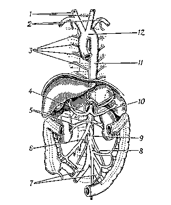 Аорта человека с отходящими от нее сосудами: 1 — сонные артерии; 2 — подключичные артерии; 3 — межреберные артерии; 4 — печеночная артерия; 5 — почечные артерии; 6 — верхняя брыжеечная артерия; 7 — подвздошные артерии; 8 — нижняя брыжеечная артерия; 9 — брюшная аорта; 10 — селезеночная артерия; 11 — грудная аорта; 12 — дуга аорты.