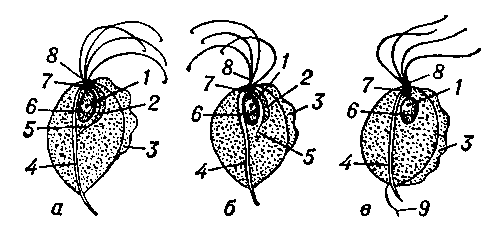 Трихомонады: а — T. vaginalis; б — T. tenax; в — T. hominis. 1 — ядрышко; 2 — парабазальный аппарат; 3 — ундулирующая мембрана; 4 — аксостиль; 5 — парабазальная нить; 6 — ядро; 7 — блефаропласт; 8 — передние жгутики; 9 — конечный жгутик.