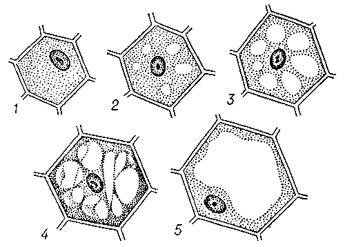 Рис. 2. Развитие вакуолей в растительной клетке (1—5).