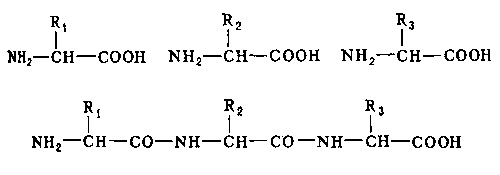 Рис. 1. Соединение аминокислот. Верхняя строка — свободные аминокислоты с боковыми группами R1, R2, R3; нижняя строка — аминокислоты соединены пептидными связями.
