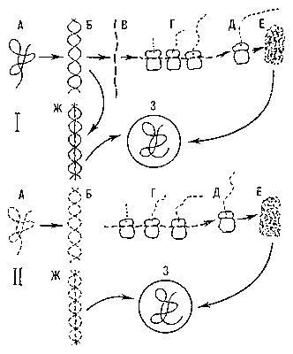 Схема размножения вирусов, содержащих в вирионе одну нить ДНК (I) или одну нить РНК (II). ДНК изображена сплошной линией, РНК — пунктиром; А — нуклеиновая к-та вириона; Б — удвоенная нить нуклеиновой кислоты при ее репликации; В — информационная РНК, (и-РНК), копирующая вирусную ДНК; Г — цепочка рибосом (полисома), соединенная и-РНК или вирусной РНК (на рибосомах растет полипептидная цепочка из остатков аминокислот); Д — рибосома с полипептидом, отделившаяся от полисомы; Е — белковая молекула, образованная полипептидными цепочками; Ж — построение дочерней нити нуклеиновой к-ты между двумя материнскими; З — зрелый вирион. Стадия В у вирусов с РНК отсутствует, т. к. их собственная РНК выполняет при синтезе белков роль и-РНК.