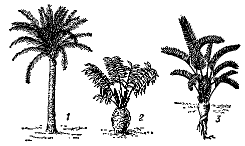 Саговники: 1— Cycas revoluta; 2 — Stangeria paradoxa; 3 — Zamia floridana.