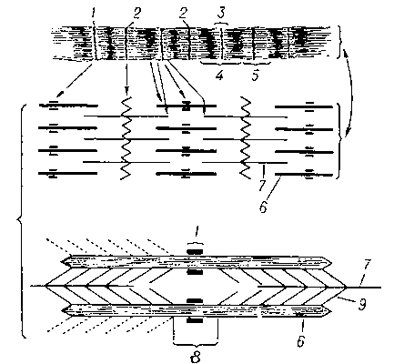 Ультраструктура миофибриллы поперечнополосатого мышечного волокна (схема). А — в оптическом микроскопе; Б — в электронном микроскопе; 1 — полоска М; 2 — полоска Z; 3 — диск Н; 4 — диск А; 5 — диск I; 6 — толстая протофибрилла; 7 — тонкая протофибрилла; 8 — субдиск Н; 9 — мостики.