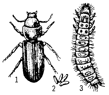 Мавританская козявка: 1 — жук; 2 — яйца; 3 — личинка.