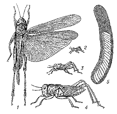 Азиатская саранча: 1 — взрослое насекомое; 2—4 личинки 1-го, 3-го и 5-го возрастов; 5 — кубышка (боковая стенка снята).