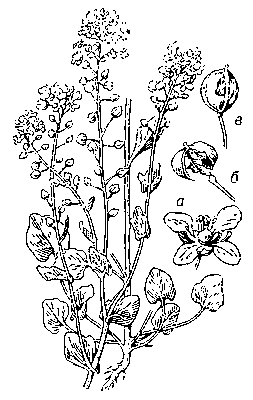 Ложечница арктическая; а — цветок, б и в — стручочки.