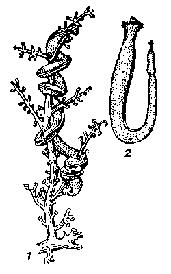 Желобобрюхие моллюски: 1 — Nematomenia flavens; 2 — Chaetoderma nitidulum.
