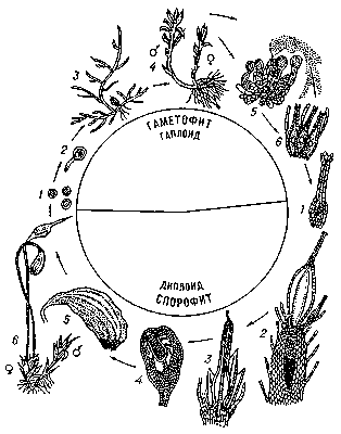 Цикл развития лиственного мха Funaria hygrometrica. Гаметофит: 1 — споры; 2 — прорастающая спора; 3 — нитевидная протонема с почкой; 4 — мужской (♂) и женский (♀) побеги — гаметофоры; 5 — антеридии с булавовидными парафизами; 6 — архегонии с нитевидными парафизами. Спорофит: 1 — оплодотворённая яйцеклетка (зигота) в архегонии; 2, 3 — стеблевидный молодой спорогон со стопой — гаусторией, вросшей в ткань гаметофора; 4 — коробочка со споровым мешком; 5 — зрелая коробочка с перистомом; 6 — зрелый и молодой спорогон с колпачком на гаметофоре.
