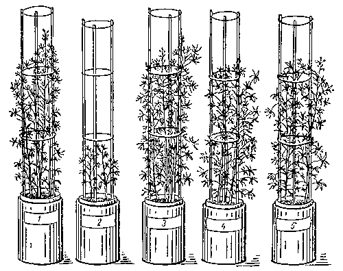Вегетационный опыт с люпином по усвоению фосфорной кислоты в песчаных культурах; 1 — растворимый фосфат; 2 — без фосфора; 3—5 — различные фосфориты.